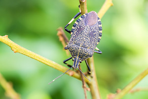 Close up of a stink bug crawling over a stick. 