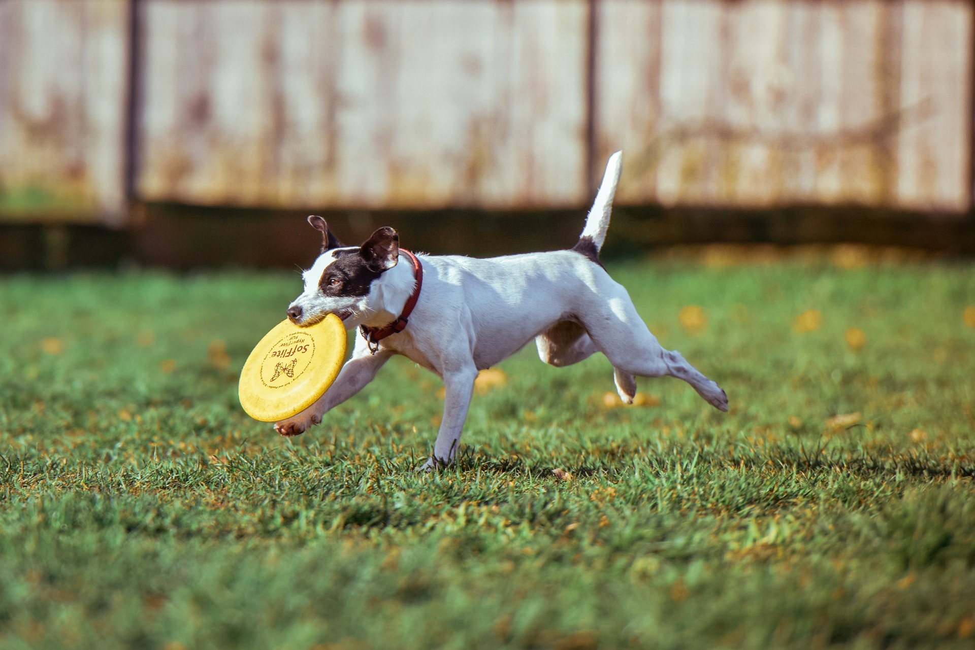 White dog carrying a yellow frisbee