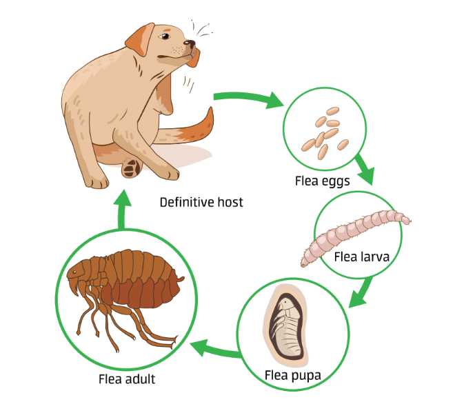 Graphic depicting the life cycle of a flea.