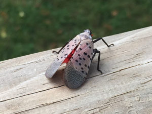A Spotted Lanternfly rests on a tree in a Virginia backyard